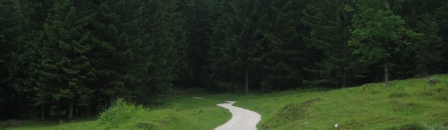 Lauf nicht weg (Waldweg)